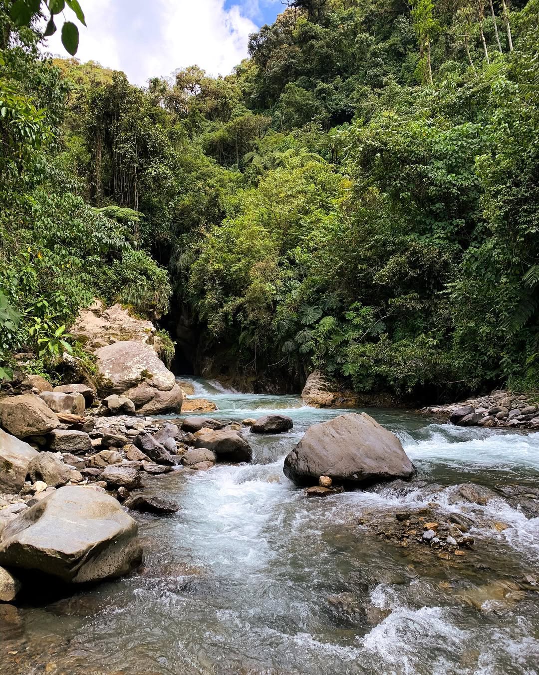 River flowing through the lush cloud forest